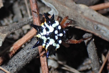 Fancy spider